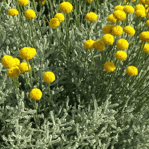 Des images de diff�rentes plantes